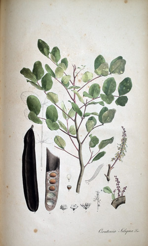 Johannisbrotbaum Ceratonia Siliqua