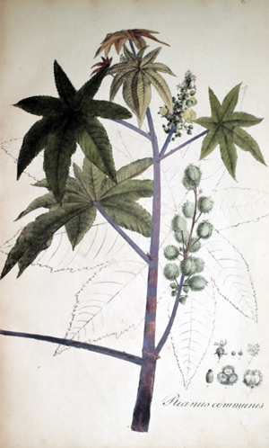 Gemeiner Wunderbaum (Rizinus) Ricinus communis
