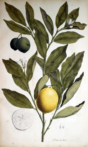 Gemeine Zitrone Citrus medica