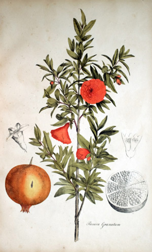 Gemeiner Granatapfel Punica Granatum