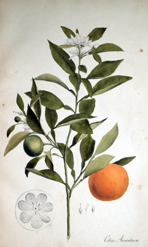 Pommeranzenbaum Citrus Aurantium