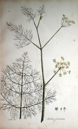 Gemeiner Fenchel, Fencheldill Anetum foeniculum