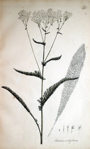 Gemeine Schafgarbe Achillea millefolium
