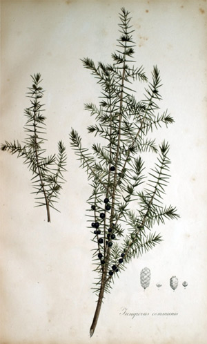 Gemeiner Wachholder Juniperus communis