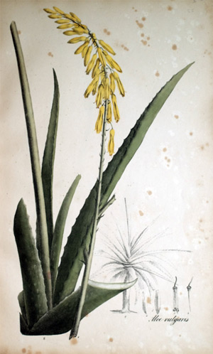 Gemeine Aloe Aloe vulgaris