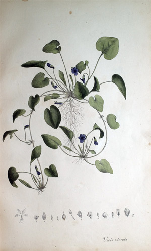Veilchen Viola odorata