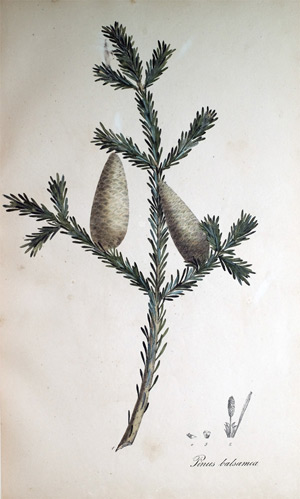 Balsamfichte Pinus balsamea