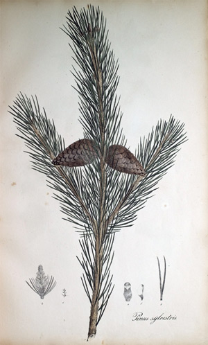 Gemeine Fichte Pinus sylvestris
