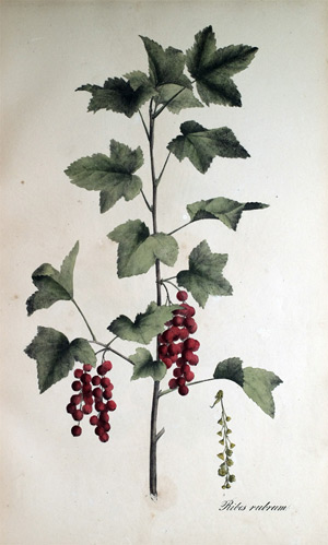 Rote Johannisbeere Ribes rubrum