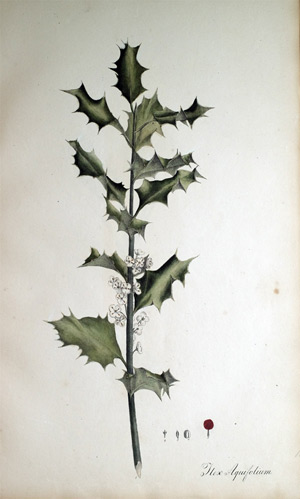 Stechpalme, Gemeiner Hülzdorn Ilex Aquifolium