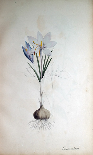 Safran Crocus sativus