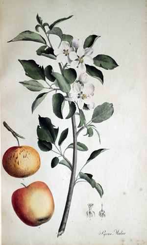 Apfelbaum Pyrus Malus
