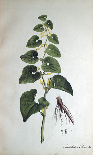 Osterluzey Aristolochia Clematitis