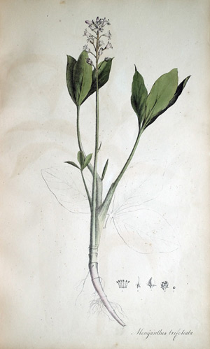 Fieberklee Menyanthes trifoliata