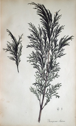 Wachholder Juniperus Sabina