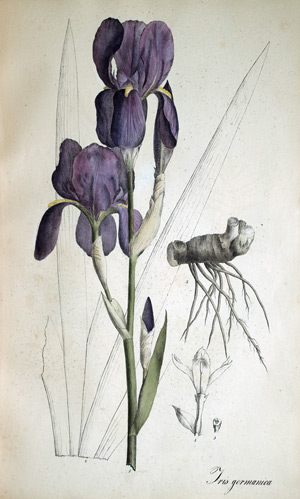 Blaue Schwertlinie Iris germanica