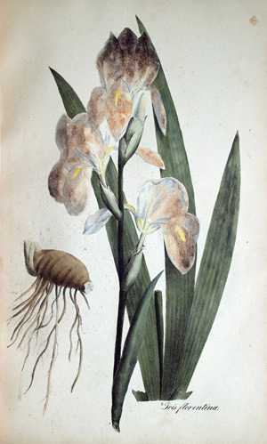 Florentinische Schwertlilie Iris florentina