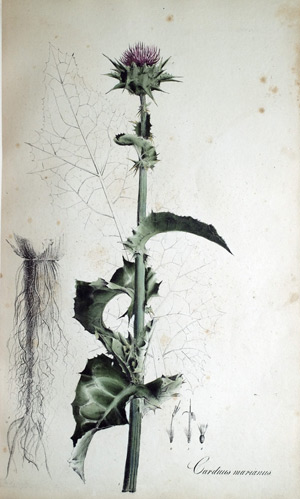 Mariendistel Carduus marianus
