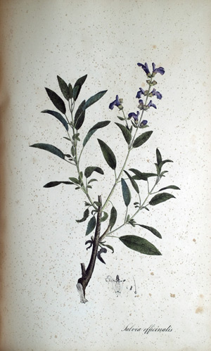 Salbei Salvia officinalis