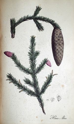 Rottanne, Tannenfichte Pinus Abies