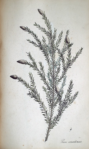 Helmlocks-Tanne Pinus canadensis