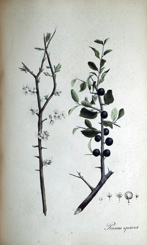 Schlehenpflaume, Schwarzdorn Prunus Spinosa