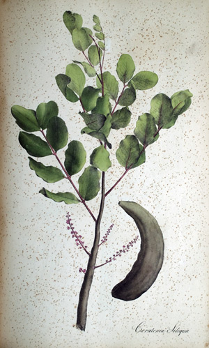 Johannisbrot-Baum Seratonia Siliqua
