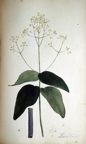 Cassien-Lorbeer Laurus Cassia