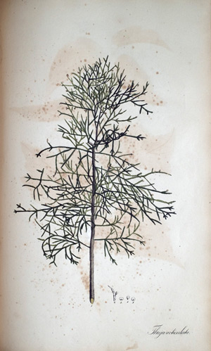 Gegliederter Lebensbaum Thuja articulata