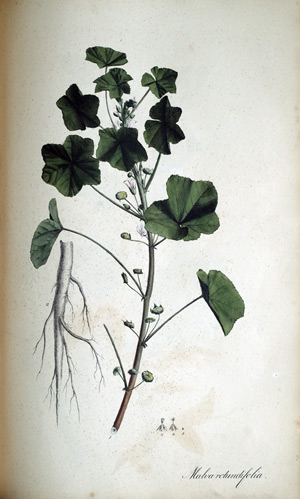 Rundblättrige Malve Malva rotundifolia