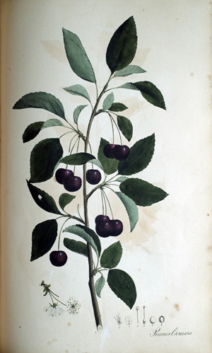 Sauerkirsche Prunus Cerasus