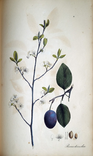 Pflaume Prunus domestica