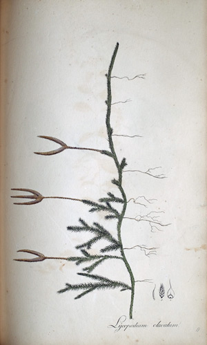 Kolben-Moos Lycopodium lavatum