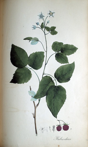 Himbeere Rubus idaeus