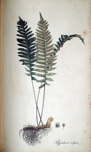 Engelsüss-Farn Polypodium vulgare