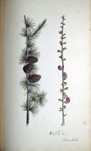 Lerchenfichte Pinus Larix