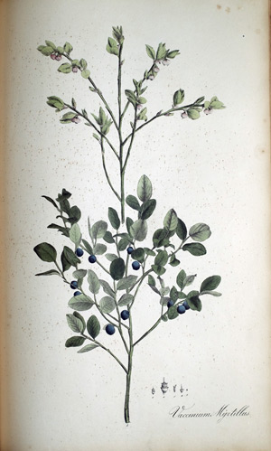 Heidelbeere Vaccinium Myrtillus