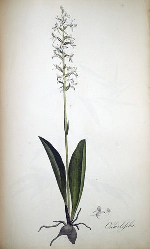 Knabenkraut Orchis bifolia