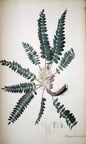 Draganth Astragalus exscapus