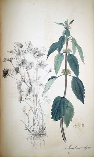 Andorn Marrubium vulgare