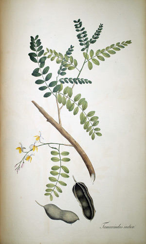 Tamarinde Tamarindus indica