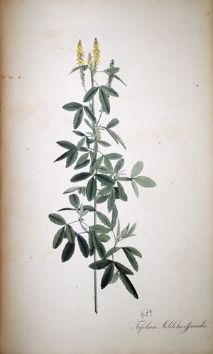 Meliloten-Klee Trifolium Melilotus