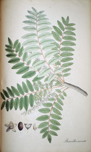 Weihrauch Boswellia serrata