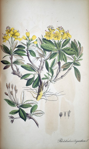 Sibirische Schneerose Rhododenron Chrysanthum
