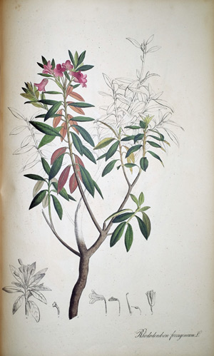 Alpenrose Rhododenron ferrugineum