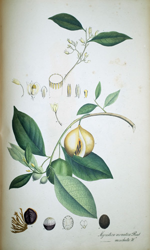 Muskatnuss Myristica aromatica