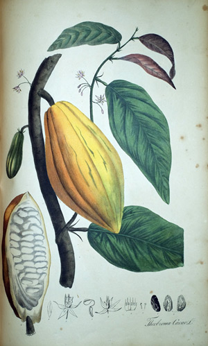Kakao Theobroma Cacao