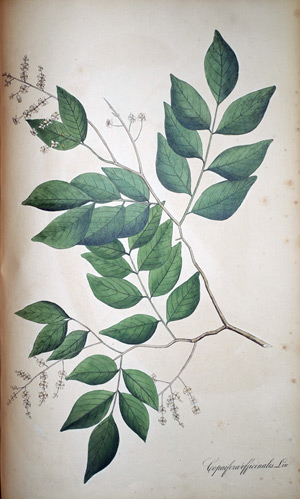 Kopaiva-Baum Copaifera officinalis