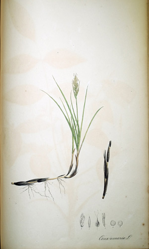 Sand-Segge Carex arenaria