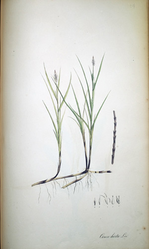 Ried-Gras Carex hirta